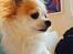 Chihuahua Misha