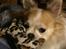 Chihuahua Misha