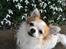 Chihuahua Misha