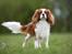 Cavalier king charles spaniel Uffe