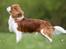 Cavalier king charles spaniel Uffe