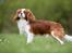 Cavalier king charles spaniel Uffe