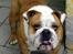 Engelsk bulldog Watson - Kampvognen - 1 år gammel