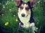 Welsh corgi cardigan Esther