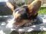 Welsh corgi cardigan Esther