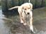 Golden retriever Carlo - Kommende vandhund - Carlo 13 uger