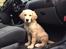 Golden retriever Carlo - Hvad mener du med at jeg skal ud af bilen? Skal vi ikke ned til vandet igen? - Carlo 13 uger