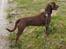 Blanding af racer Coco
