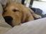 Golden retriever Carlo - Det var godt nok på tide, at jeg blev løftet op i den sofa, jeg er helt øm over det hele af at ligge på gulvet... carlo 13 uger
