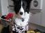 Border collie Kato - Mor tag nu den trøje af mig og lig den telefon.