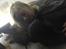 Cane corso Hugo (Black devil)  - der puttes <3