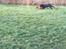 Cane corso Hugo (Black devil) 