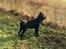 Cane corso Hugo (Black devil) 