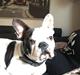 Fransk bulldog Jessie