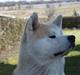 Akita inu yamoto (Akita-inu.dk) DK-AKIO