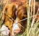 Nova scotia duck tolling retriever Leica