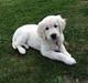Golden retriever Lilly