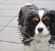 Cavalier king charles spaniel Bailey