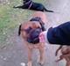 Bullmastiff Otto