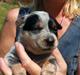 Australsk cattledog Betty
