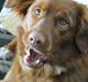 Nova scotia duck tolling retriever Bella De La Coronia Coco electra 