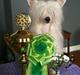 Chinese crested powder puff Dainty Moonbeam of Candymoor castle