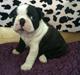 Boston terrier Viggo
