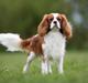 Cavalier king charles spaniel Uffe