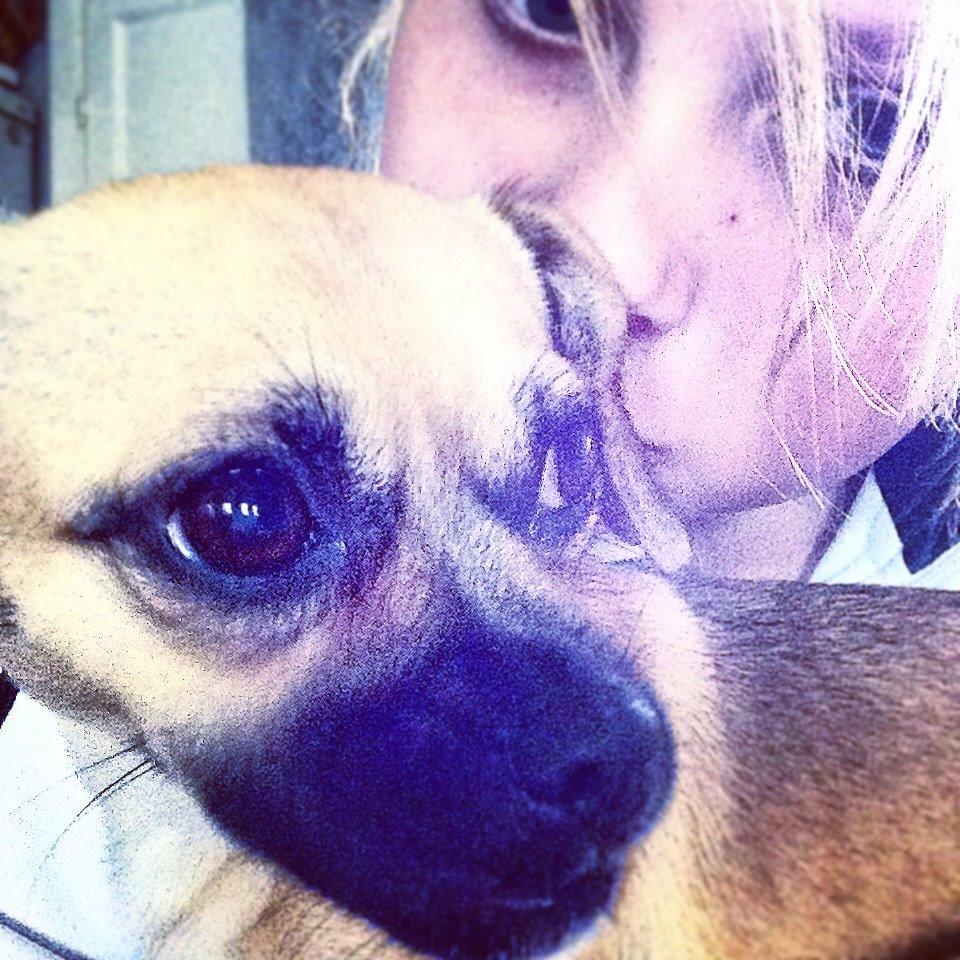 Blanding af racer Zoéy  ( himmel hund) billede 7