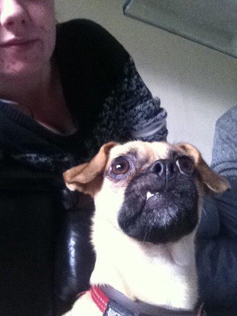 Blanding af racer Zoéy  ( himmel hund) billede 8