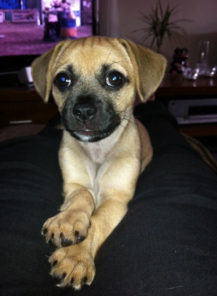 Blanding af racer Zoéy  ( himmel hund) billede 9