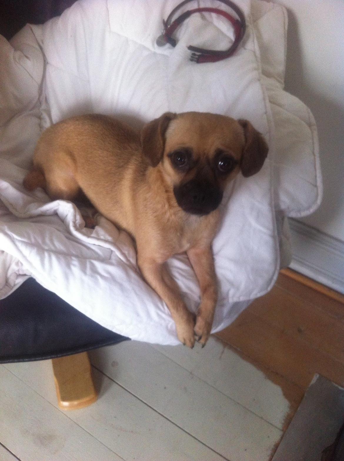 Blanding af racer Zoéy  ( himmel hund) billede 10