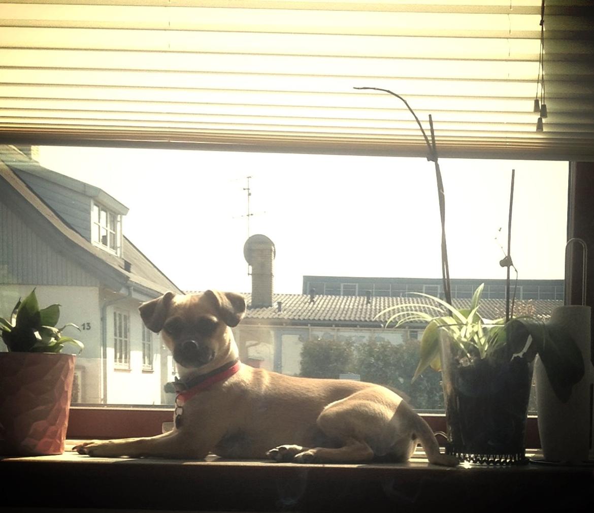 Blanding af racer Zoéy  ( himmel hund) billede 11