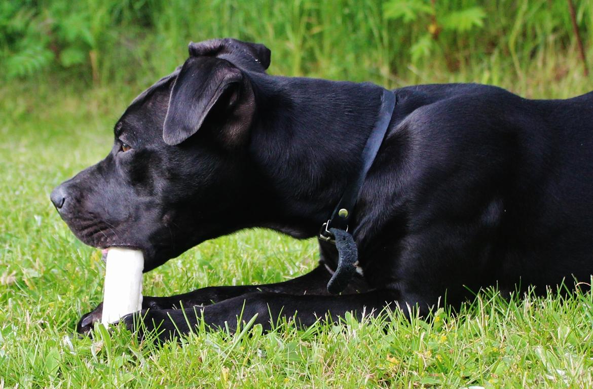 Blanding af racer Shaggie (himmelhund<3) billede 28