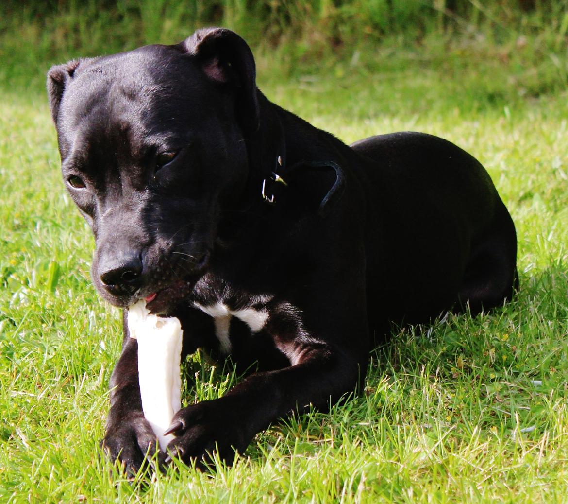 Blanding af racer Shaggie (himmelhund<3) billede 26