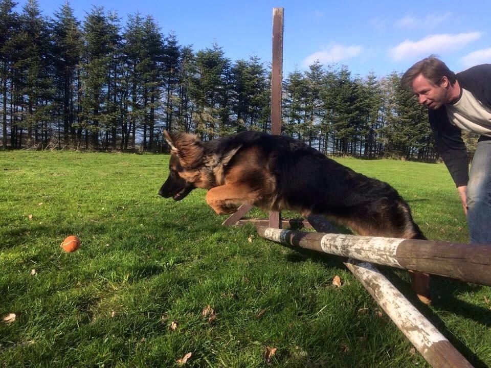 Schæferhund Nikita billede 14