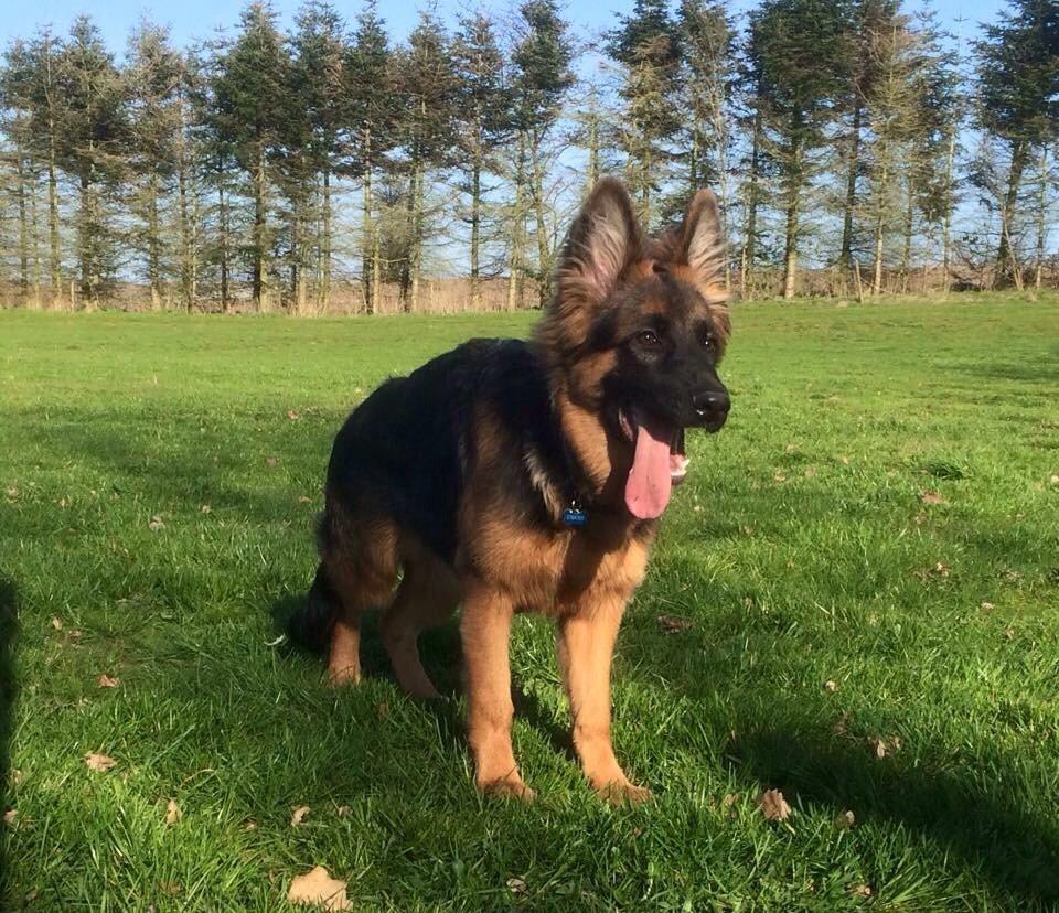 Schæferhund Nikita billede 15