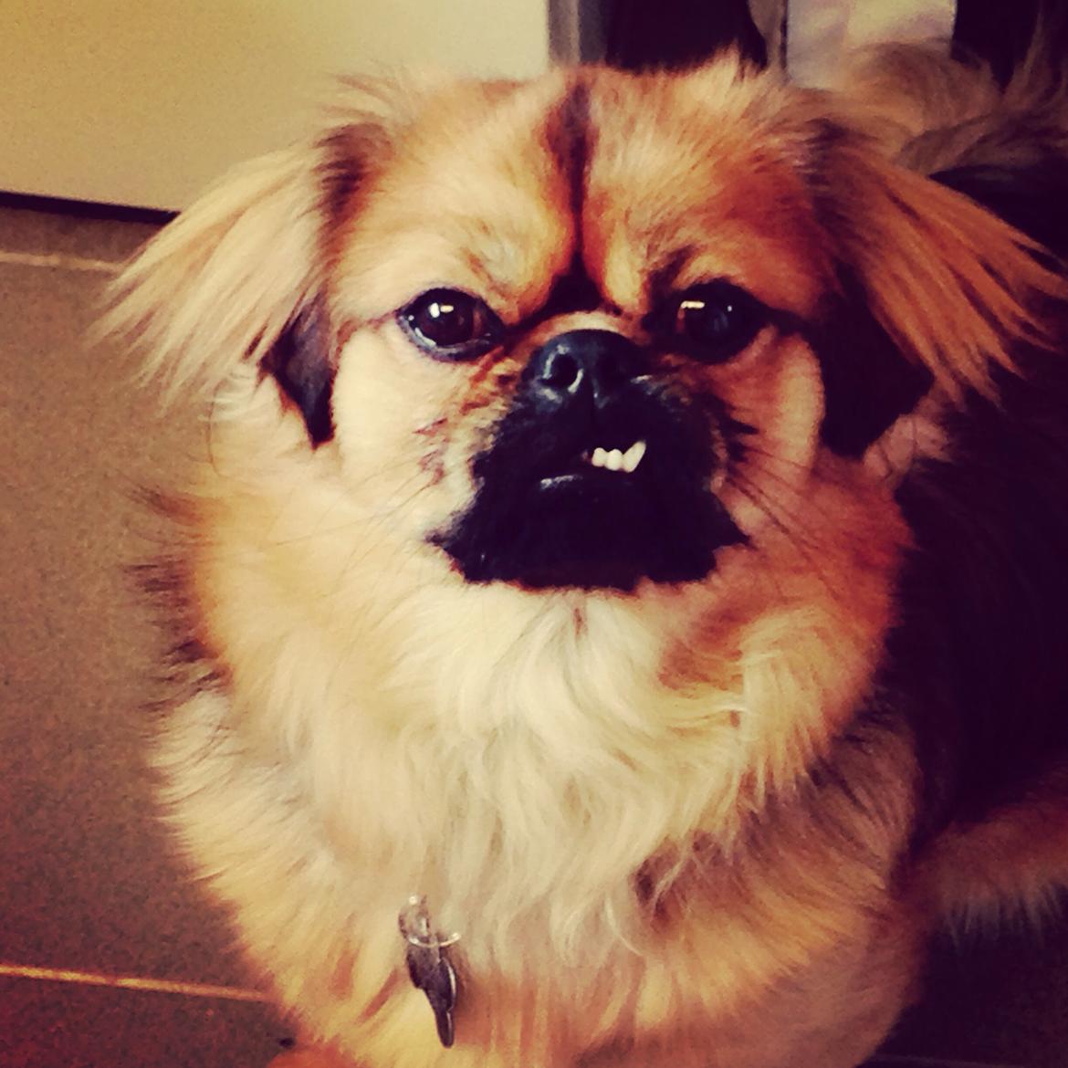 Tibetansk spaniel Bailey  billede 2