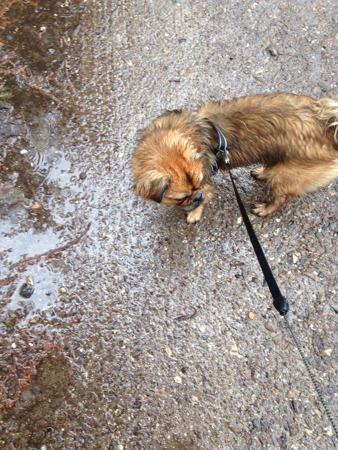 Tibetansk spaniel Bailey  billede 5