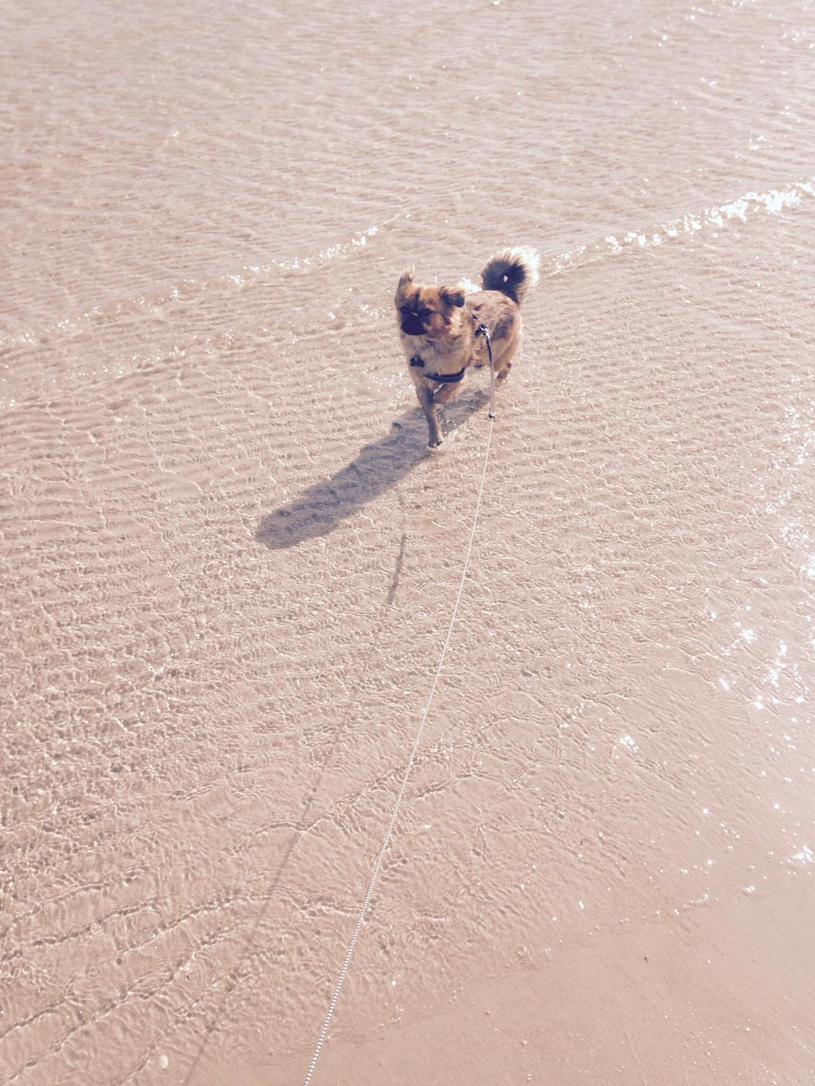 Tibetansk spaniel Bailey  billede 6