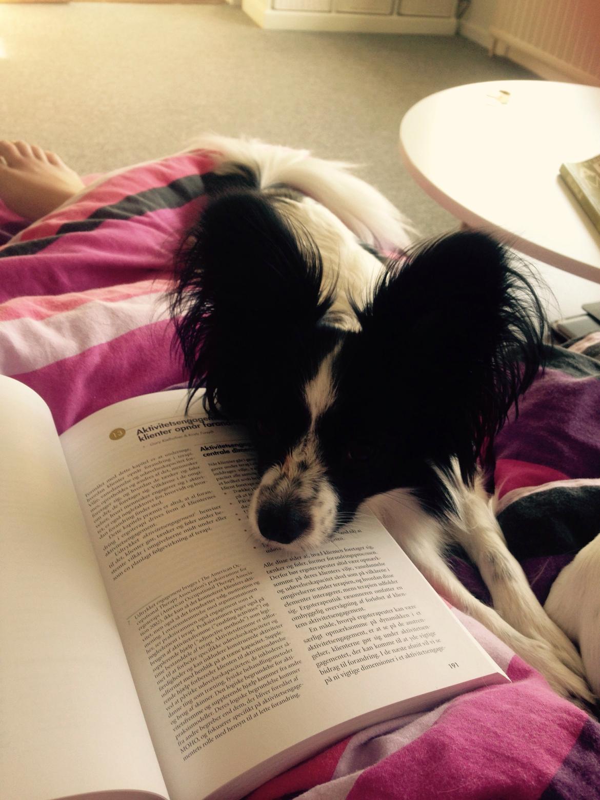 Papillon Jasmin billede 7