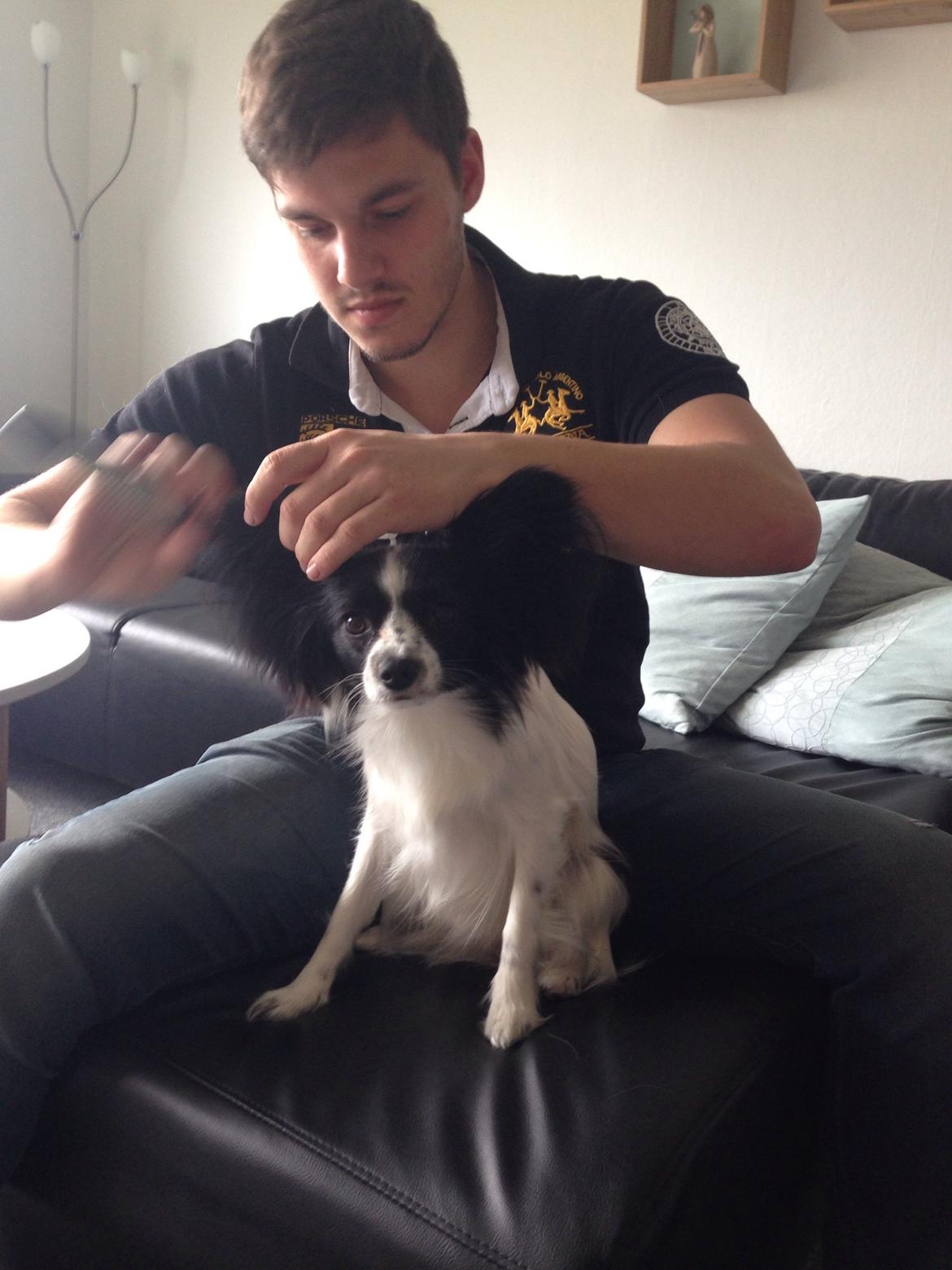 Papillon Jasmin billede 8