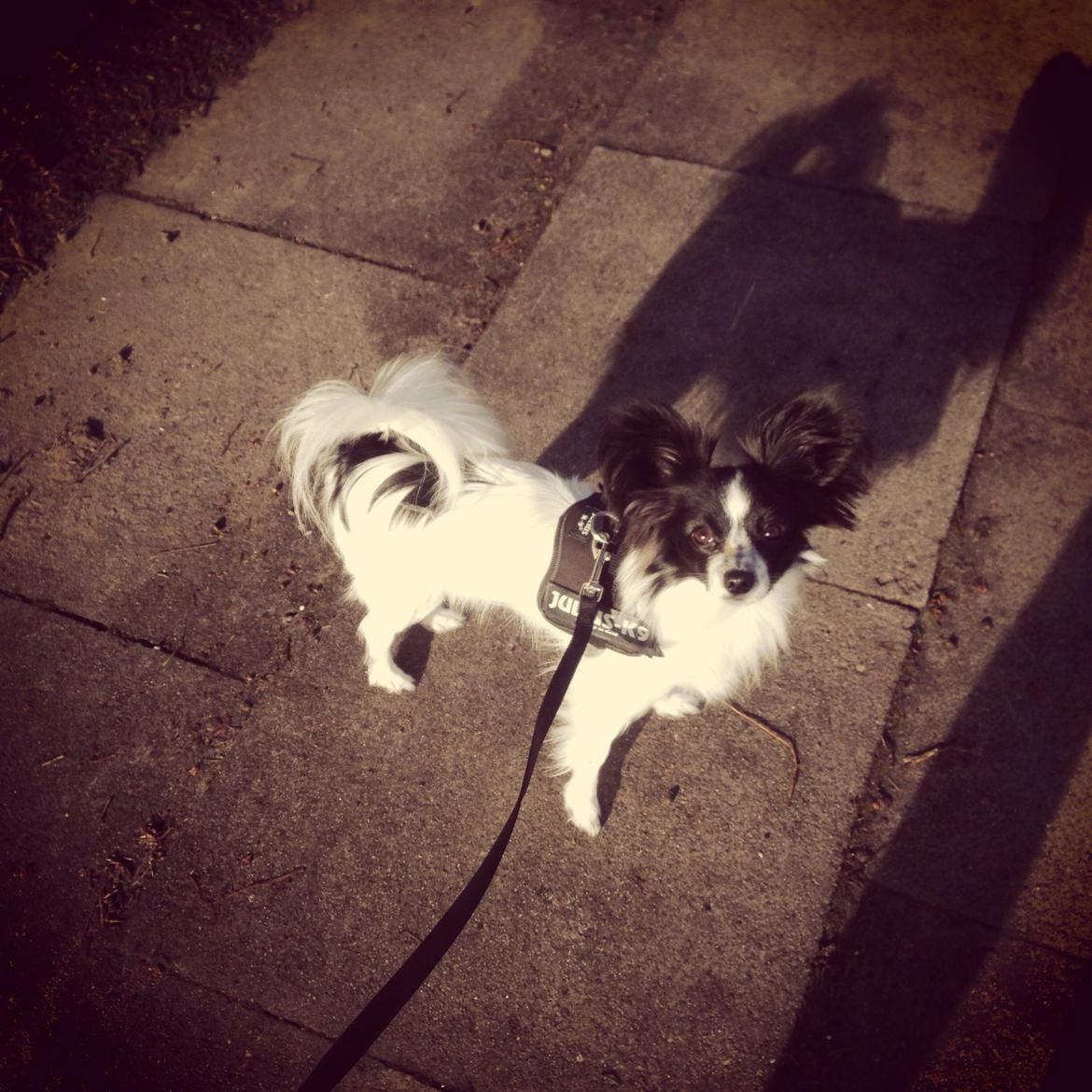 Papillon Jasmin billede 6