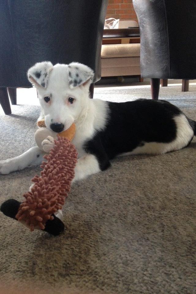 Border collie Stella billede 25