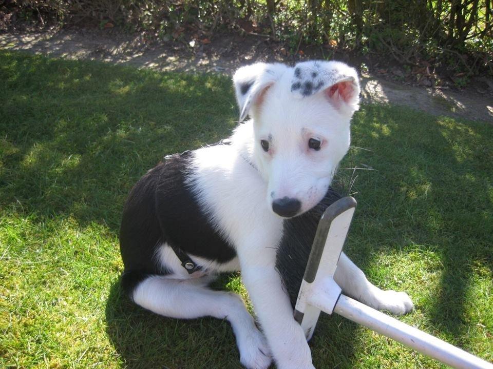 Border collie Stella billede 26