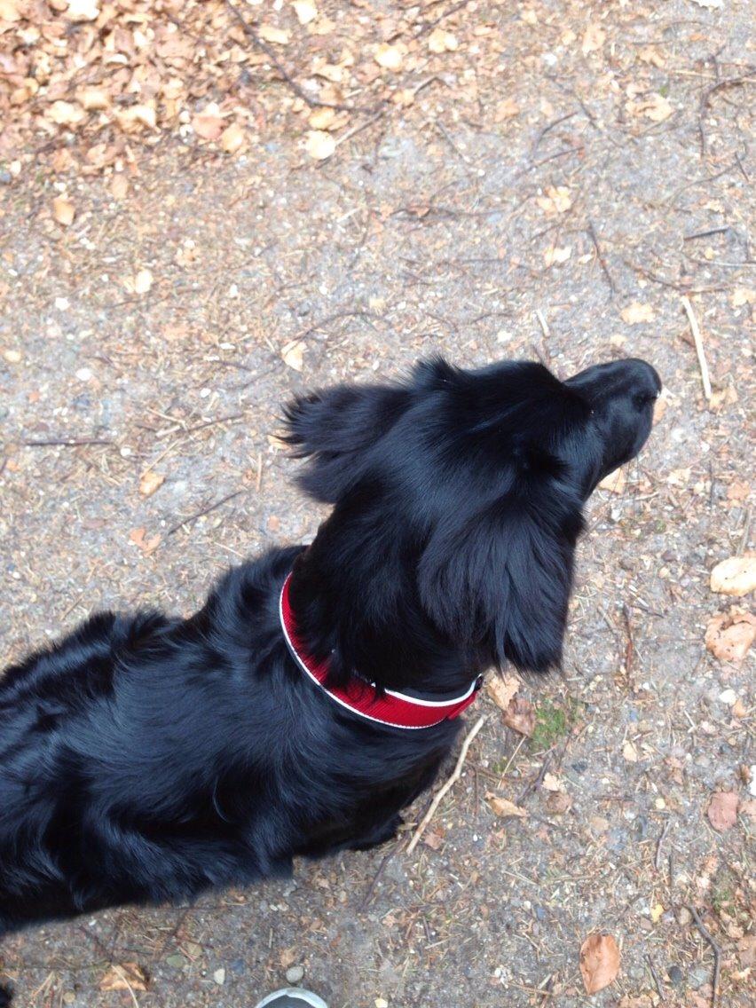 Blanding af racer Bentley billede 24