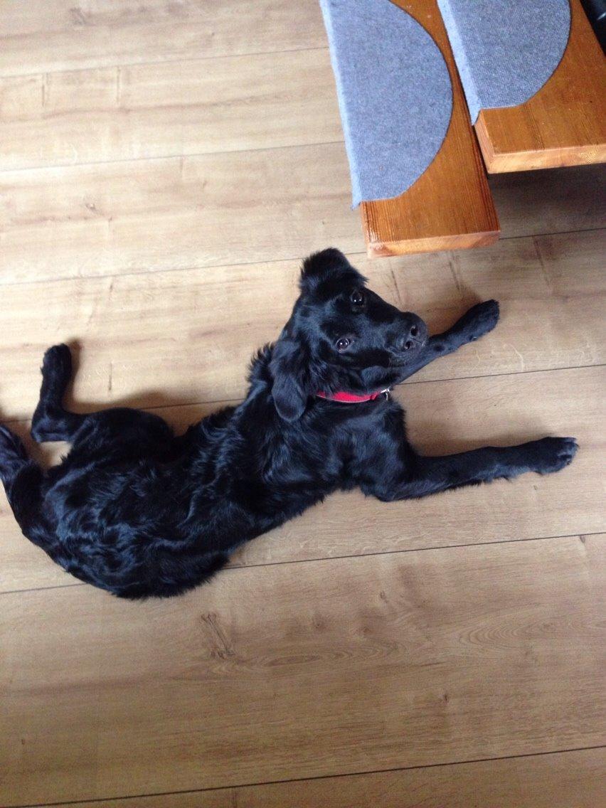 Blanding af racer Bentley billede 25