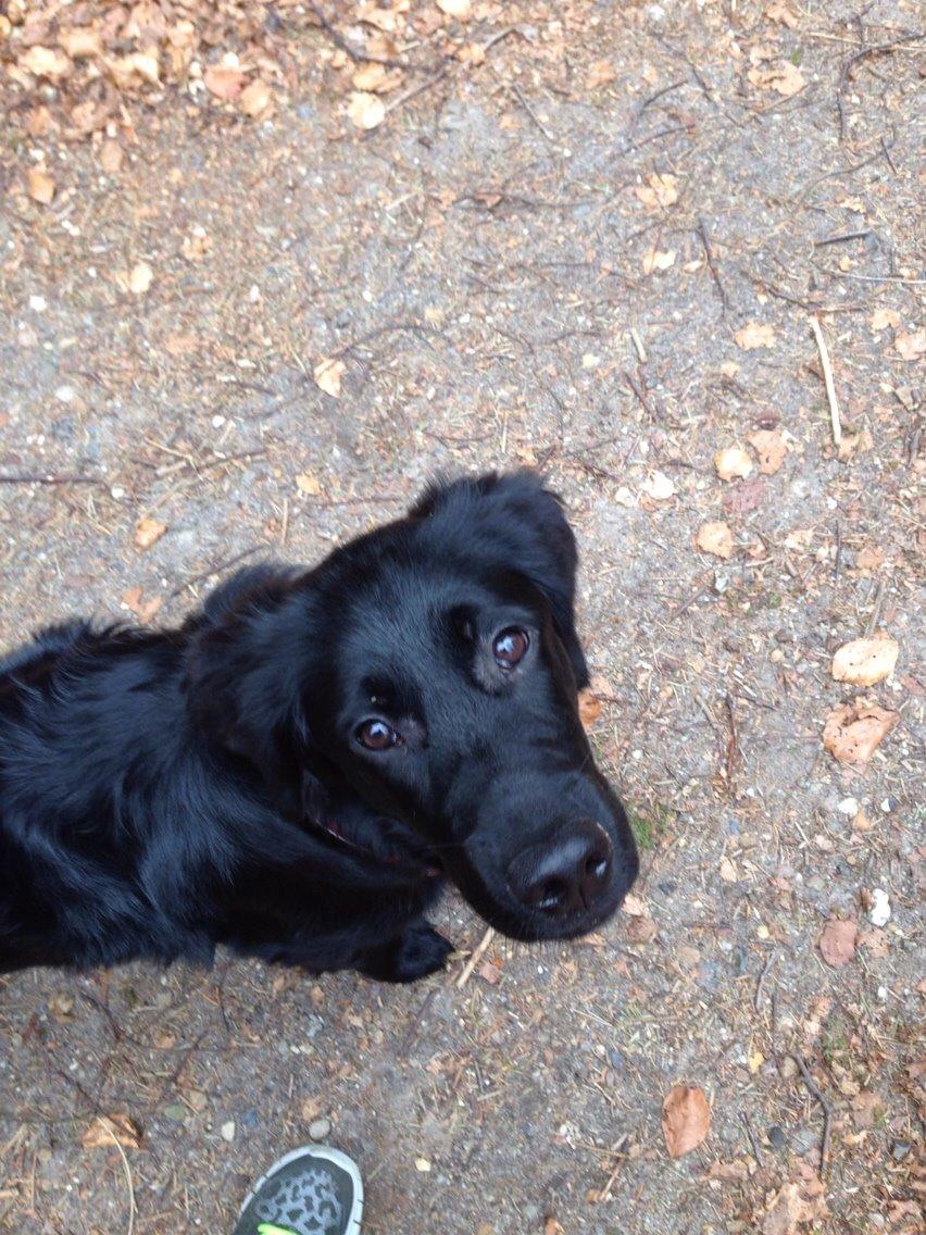 Blanding af racer Bentley billede 23