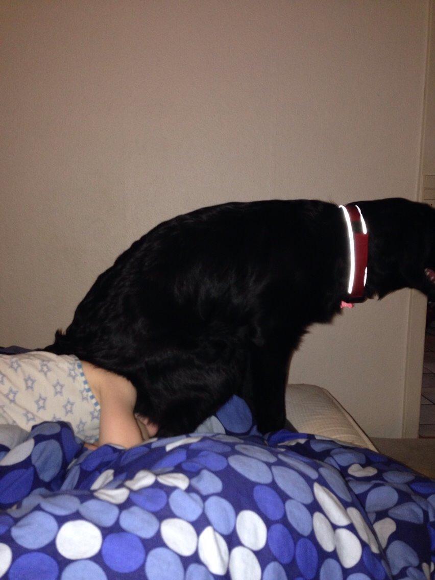 Blanding af racer Bentley billede 26