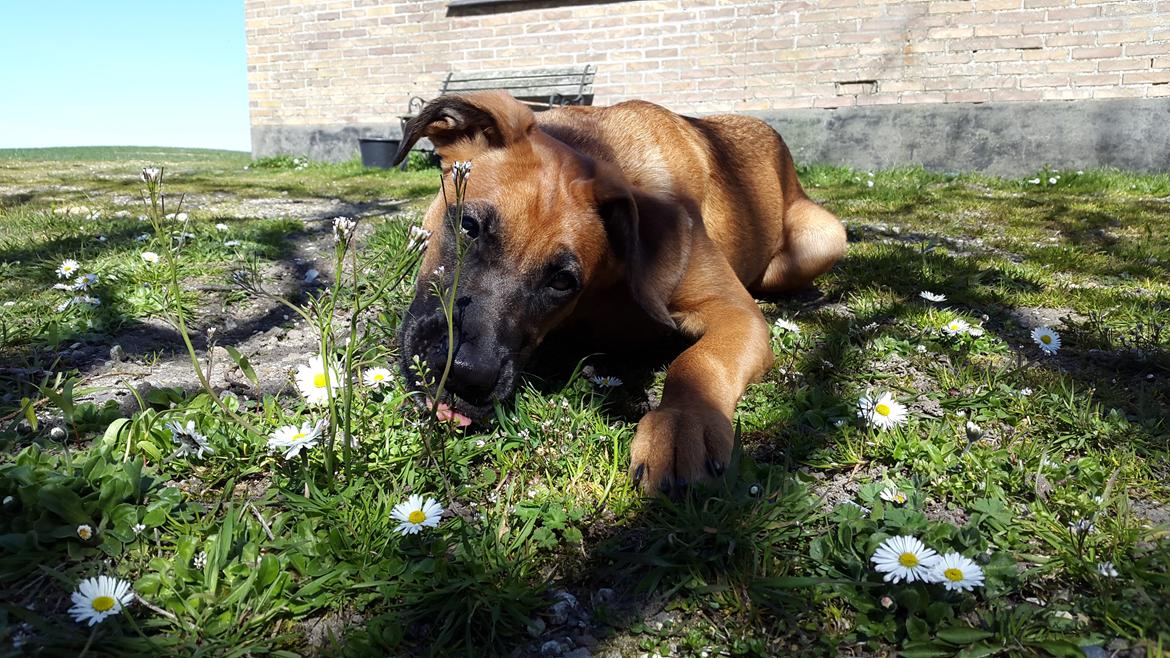 Blanding af racer Kela billede 25